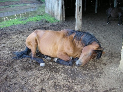 Cum caii dorm
