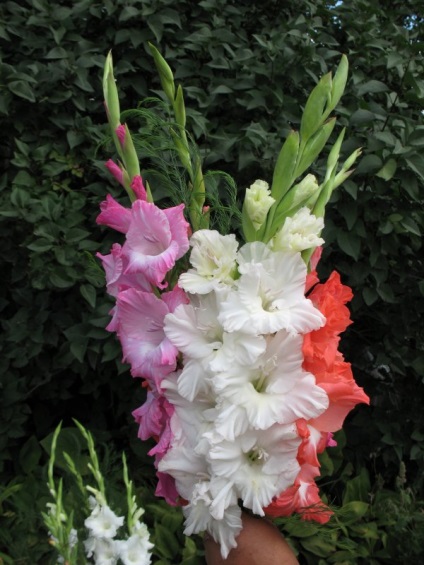 Cum să tăiați gladioluses - o grădină de flori