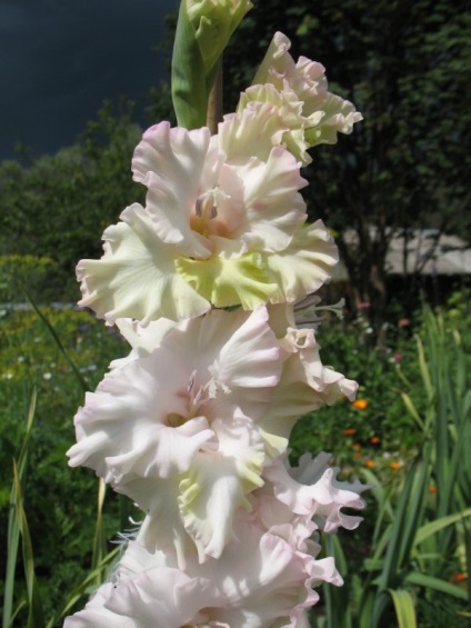 Cum să tăiați gladioluses - o grădină de flori
