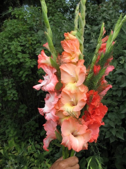 Cum să tăiați gladioluses - o grădină de flori