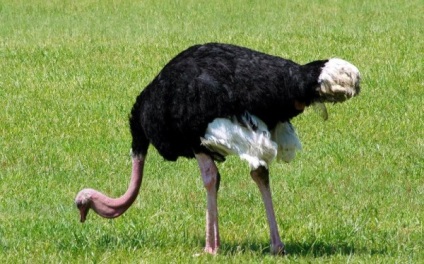 Як страус подрібнює грубу їжу і чим харчується в природі і в домашніх умовах
