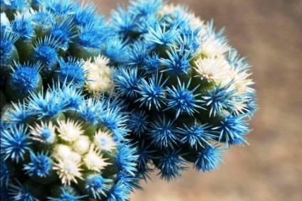 Cactus Mammillaria Dragostea pentru viață 4671