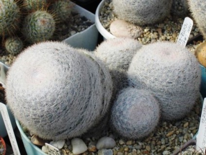 Cactus Mammillaria Dragostea pentru viață 4671