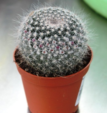 Cactus Mammillaria Dragostea pentru viață 4671