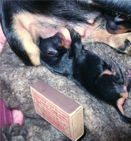 Hogyan meggyőzni a szülőket, hogy vesz egy kutyát - kennel Rammy baba dom