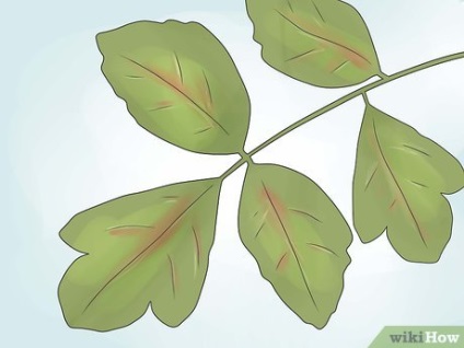 Cum de a distruge un stejar otrăvitor