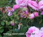 Cum să aibă grijă de trandafiri în grădină, în vara după înflorire