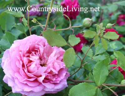 Cum să aibă grijă de trandafiri în grădină, în vara după înflorire