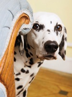 Яку собаку краще завести в квартирі і чи варто заводити собаку 6 причин від домівки