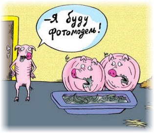 Cum să alegi un porc pentru îngrășare