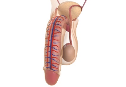 Cum sa vindeci impotenta in prostatita cronica pentru totdeauna