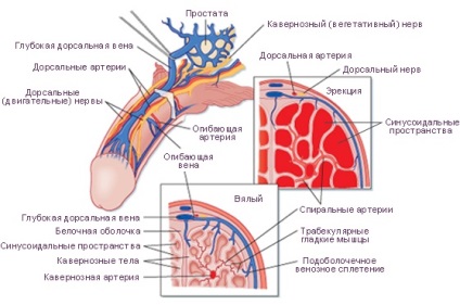 Як вилікувати імпотенцію при хронічному простатиті назавжди