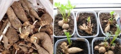 Як вирощувати жоржини з бульб у відкритому ґрунті НЕ дачі