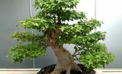 Cum sa cresti bonsai acasa, metoda acasa