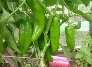 Hogyan növekszik a jó termés paprika - faház gondolatok és tapasztalatok a kertészek