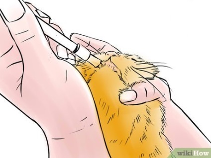 Cum se administrează un medicament unei pisici