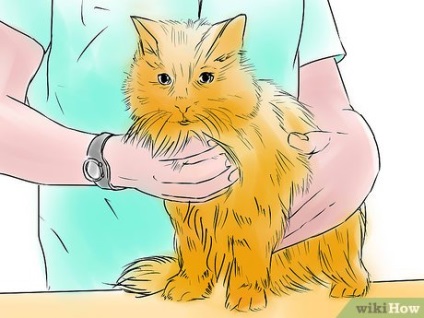 Cum se administrează un medicament unei pisici