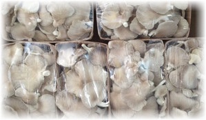 Cum se păstrează ciupercile de stridii