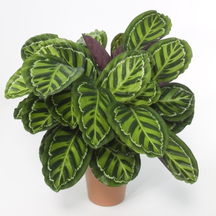 Калатея, calathea - зона вазона