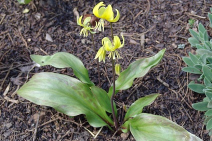 Erythronium (eritronium) ültetés és gondozás