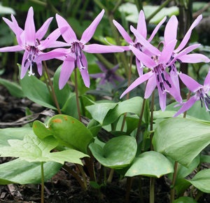 Kandyk (eritroniu) plantare și îngrijire