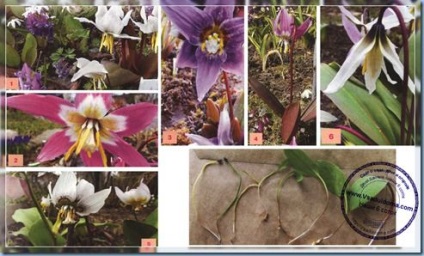 Кандик (фото) - догляд та посадка квітки, сайт про сад, дачі і кімнатних рослинах