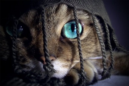 Картинки очі кішки