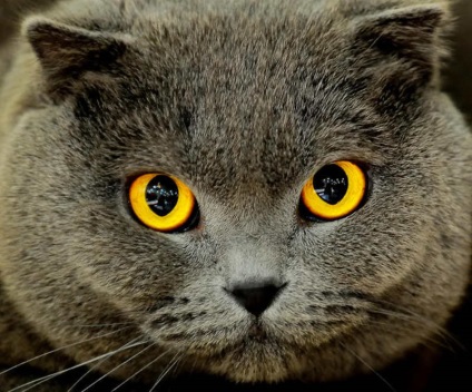 Képeket macska szeme