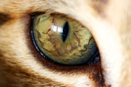 Cat Eye Pictures