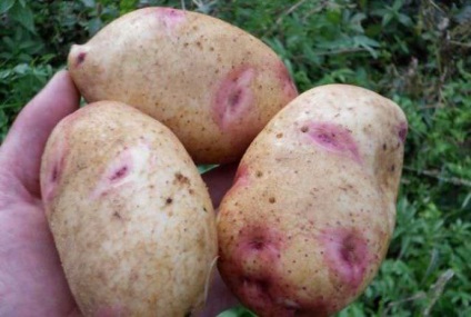 Galaxia cartofului descrierea varietății, demnității, timpului de plantare, recenzii, fotografii, video