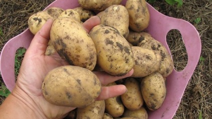 Descrierea și caracterizarea cartofilor, plantarea și îngrijirea