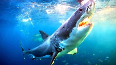 Ce crede un rechin, să vezi un rechin într-un vis