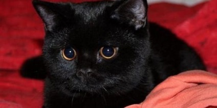 Miért álom fekete-fehér macska nő, álom értelmezése