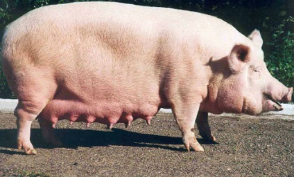 De ce visul unui porc într-un vis visat a visat un porc