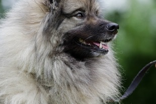 Keeshond sau Wolfspitz - descrierea rasei, fotografie, îngrijire și sănătate