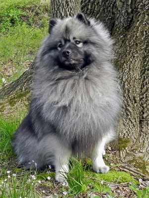 Keeshond sau Wolfspitz - descrierea rasei, fotografie, îngrijire și sănătate