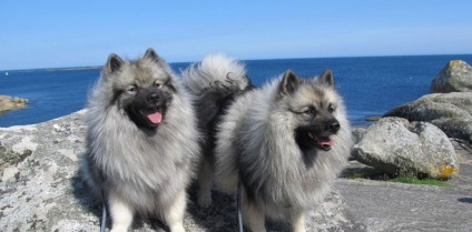 Keeshond sau Wolfspitz - descrierea rasei, fotografie, îngrijire și sănătate