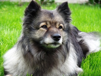 Keeshond sau Wolfspitz - descrierea rasei, fotografie, îngrijire și sănătate