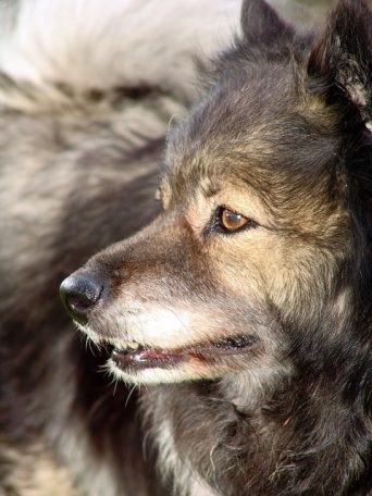 Keeshond sau Wolfspitz - descrierea rasei, fotografie, îngrijire și sănătate