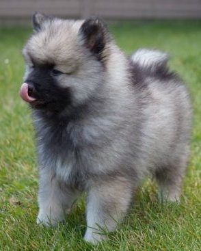 Keeshond sau Wolfspitz - descrierea rasei, fotografie, îngrijire și sănătate