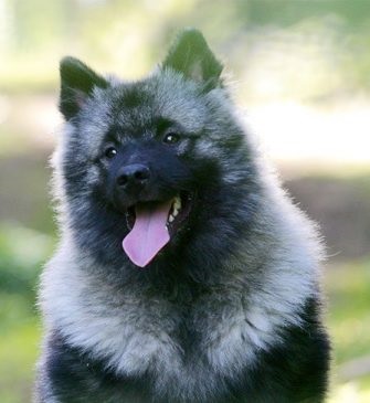 Keeshond sau Wolfspitz - descrierea rasei, fotografie, îngrijire și sănătate