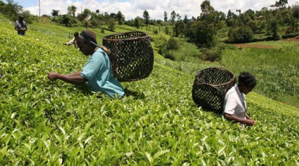 Kenyai tea történetét és jellemzőit az italt