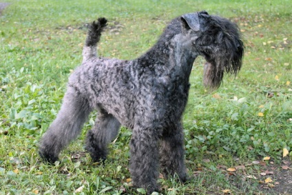 Керрі-блю-тер'єр фото породи собак, опис характеру та основних особливостей