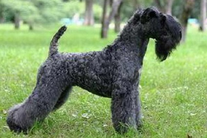 Керрі-блю-тер'єр фото породи собак, опис характеру та основних особливостей