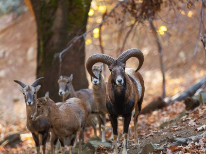 Munții Cipru troodos - natura cyprus - vile din Cipru - satele din Cipru - vizită în Cipru -