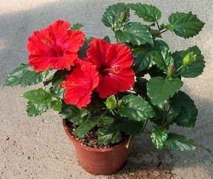 Sala de trandafiri din China (hibiscus) - cultivare, reproducere, afaceri ușoare