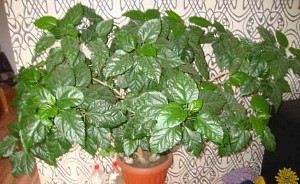 Sala de trandafiri din China (hibiscus) - cultivare, reproducere, afaceri ușoare