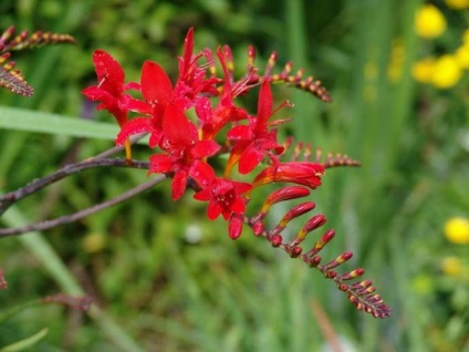 Chineză fotografie gladiolus, plantare și de îngrijire, cum să crească din semințe, video