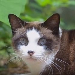 Clasificarea raselor de pisici, o scurta istorie - totul despre pisici si pisici cu dragoste