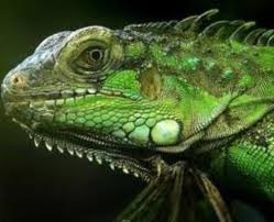 Reptile de clasă